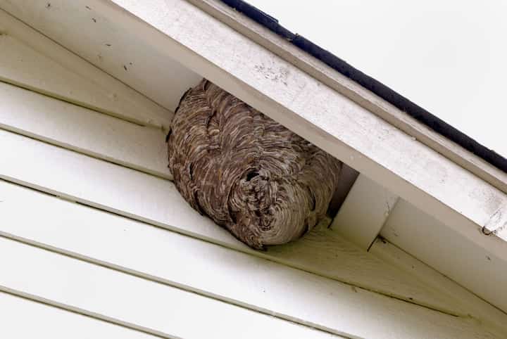 lexington pest control